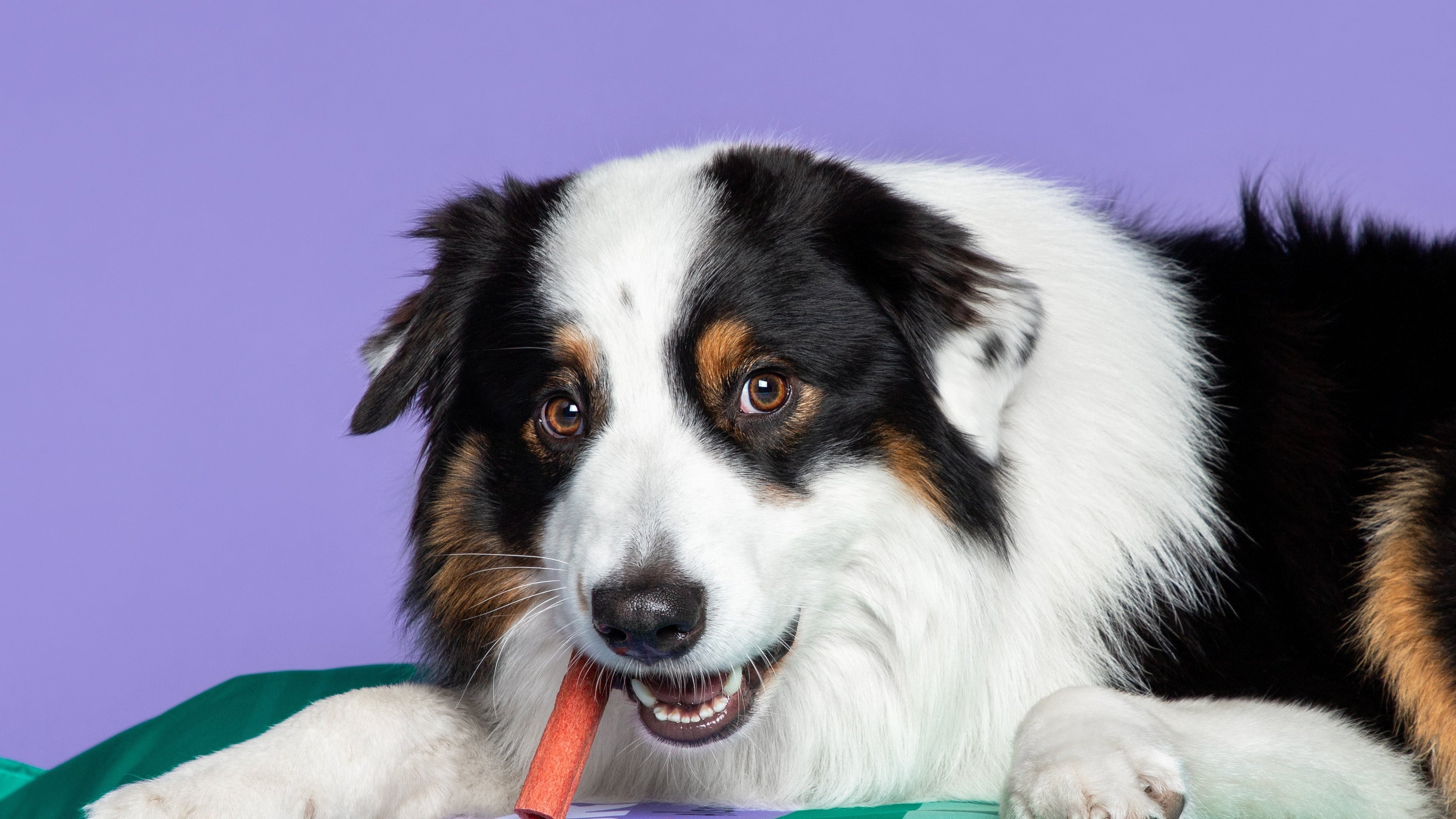Hebben honden ook last van dementie?