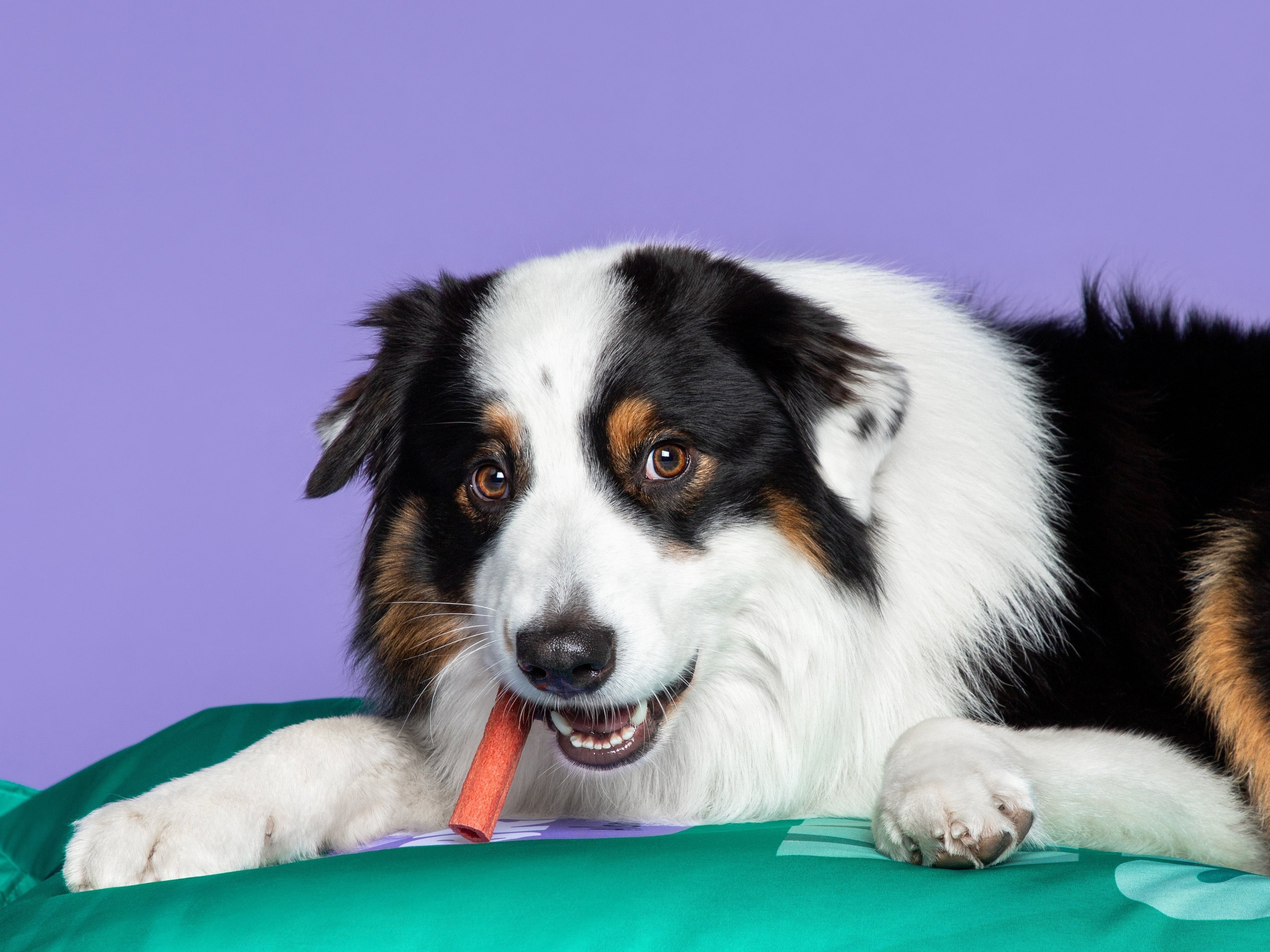 Hebben honden ook last van dementie?