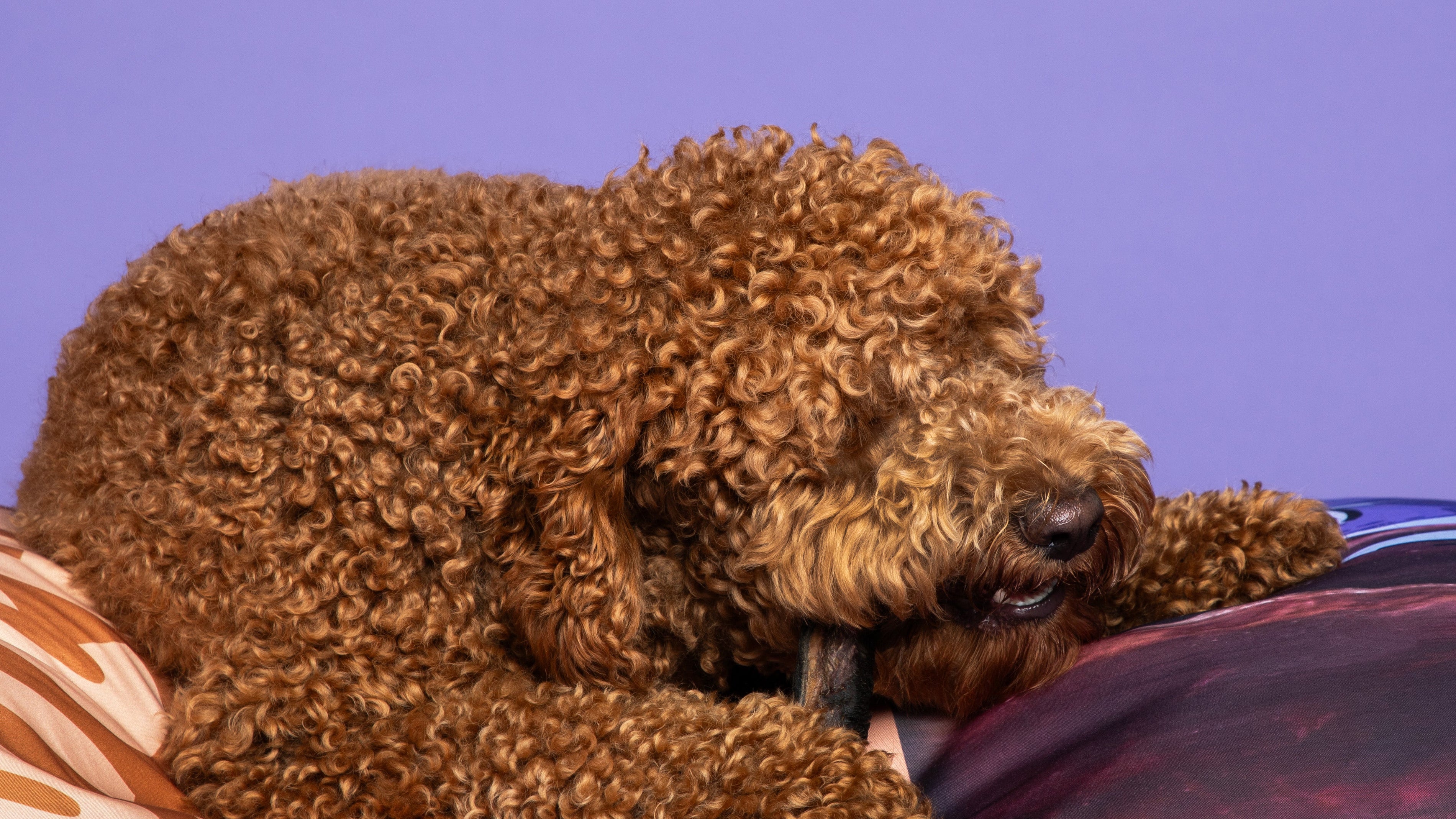 Trainingssnoepjes voor kleine, middelgrote en grote honden