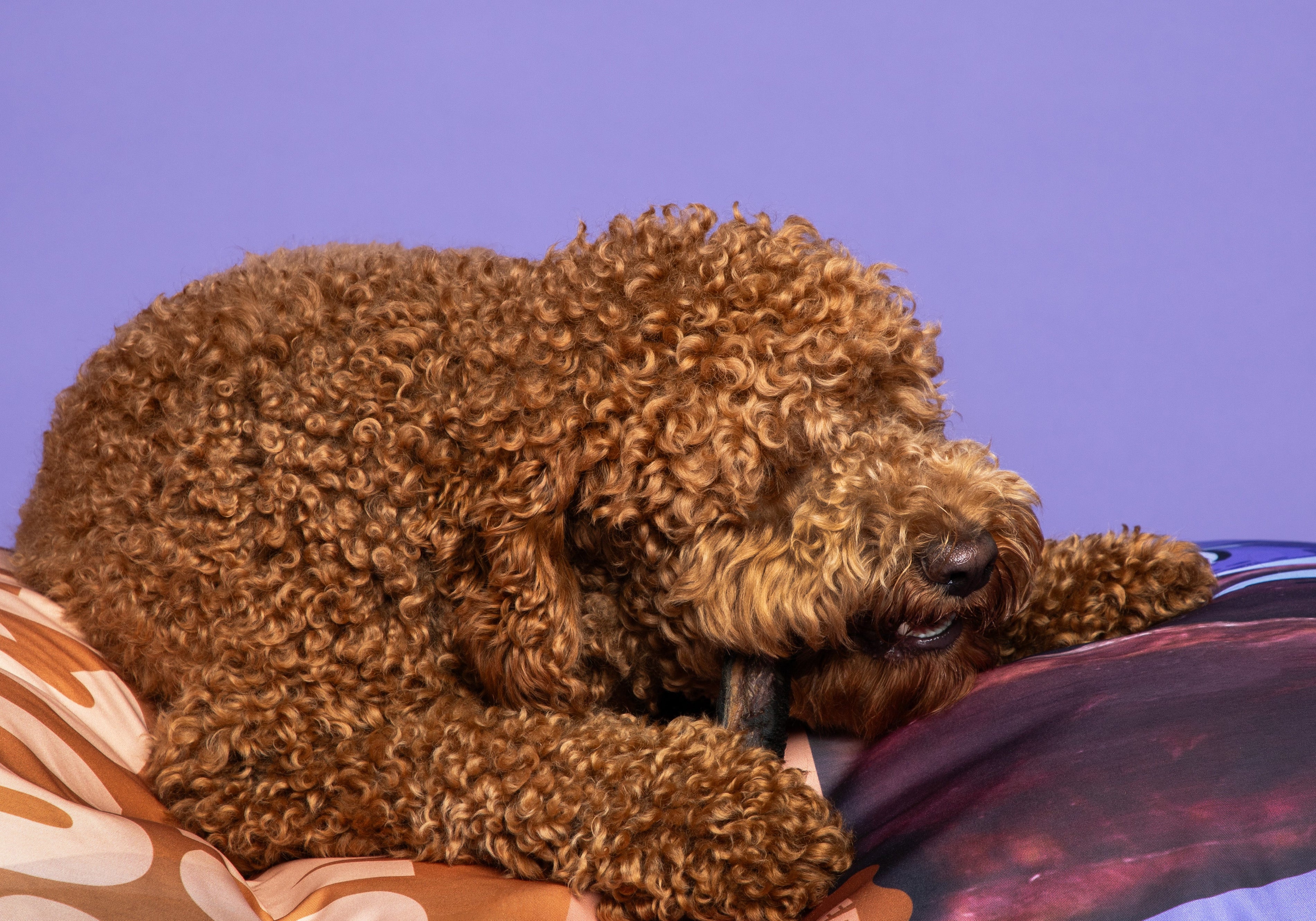 Trainingssnoepjes voor kleine, middelgrote en grote honden