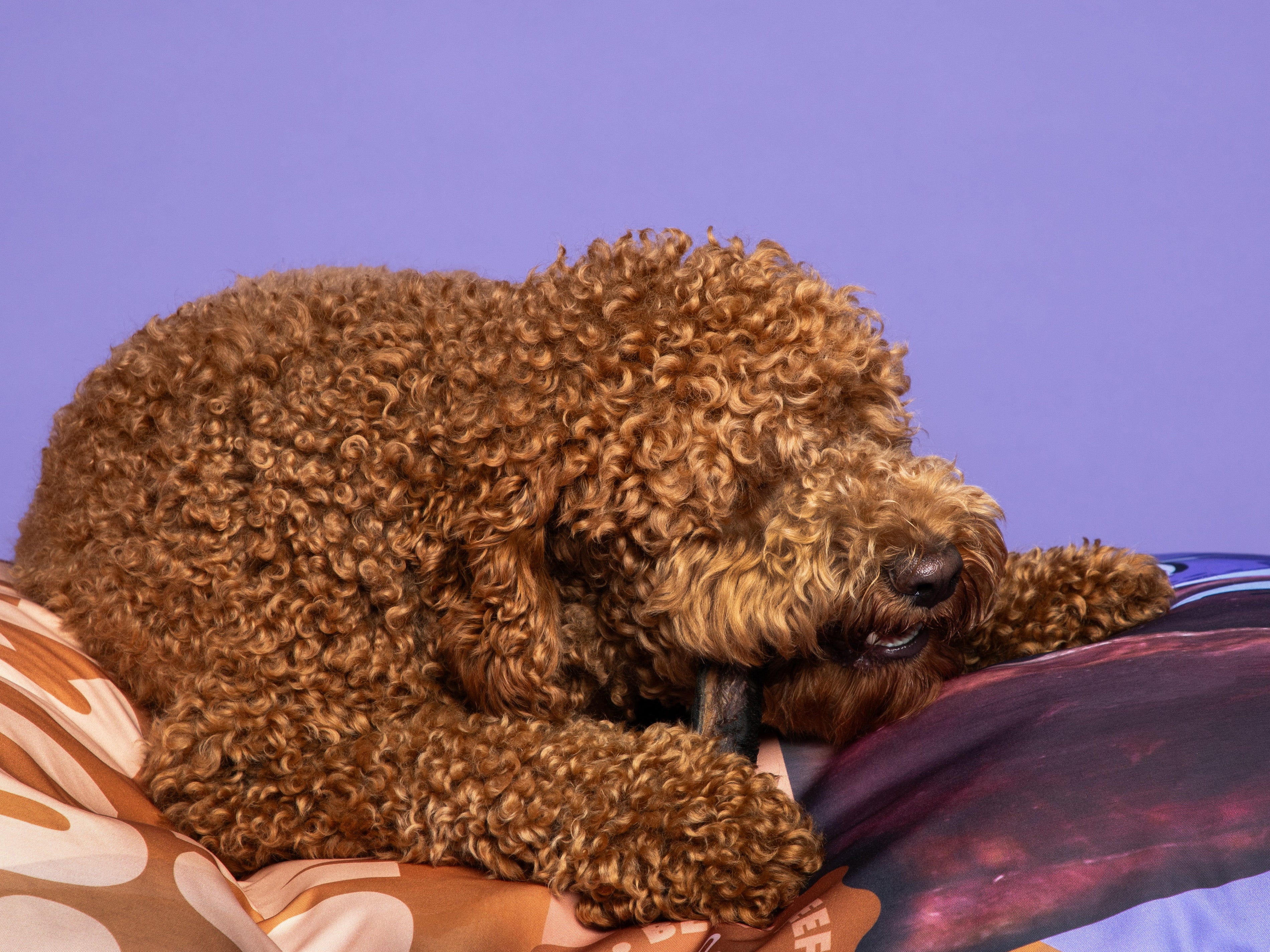 Trainingssnoepjes voor kleine, middelgrote en grote honden