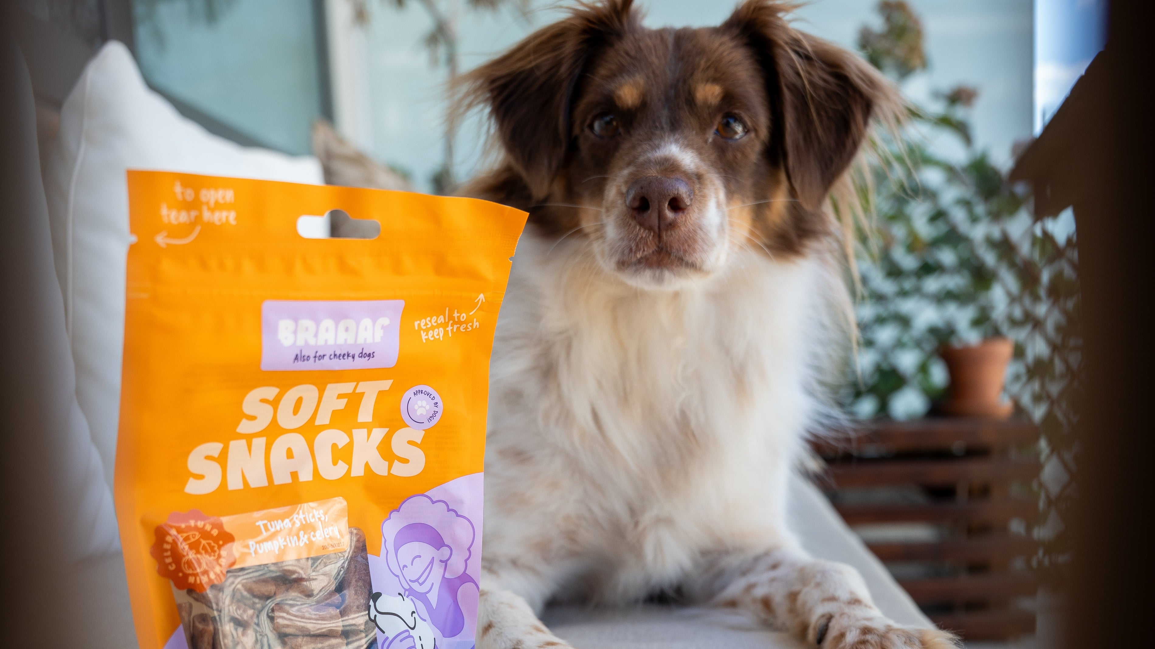 hond bang voor harde geluiden