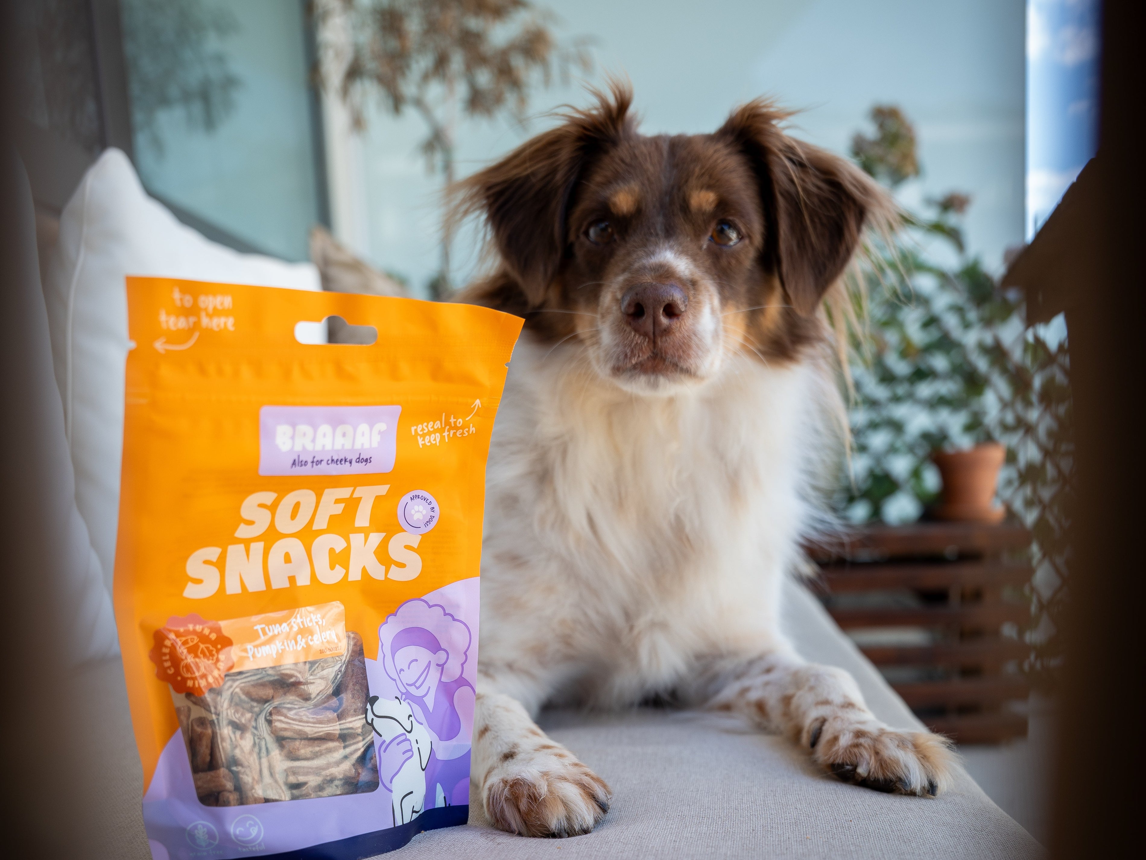 hond bang voor harde geluiden