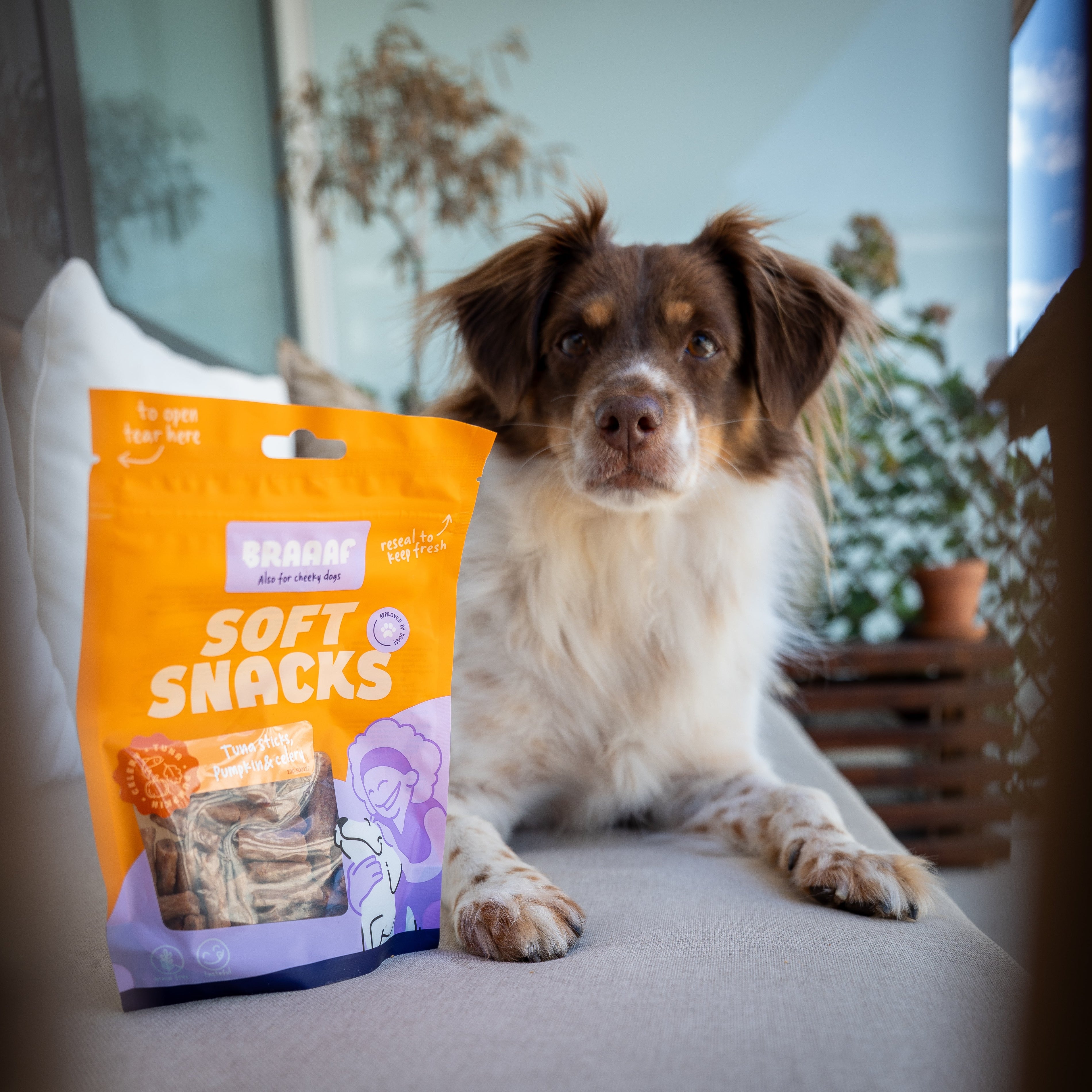 hond bang voor harde geluiden