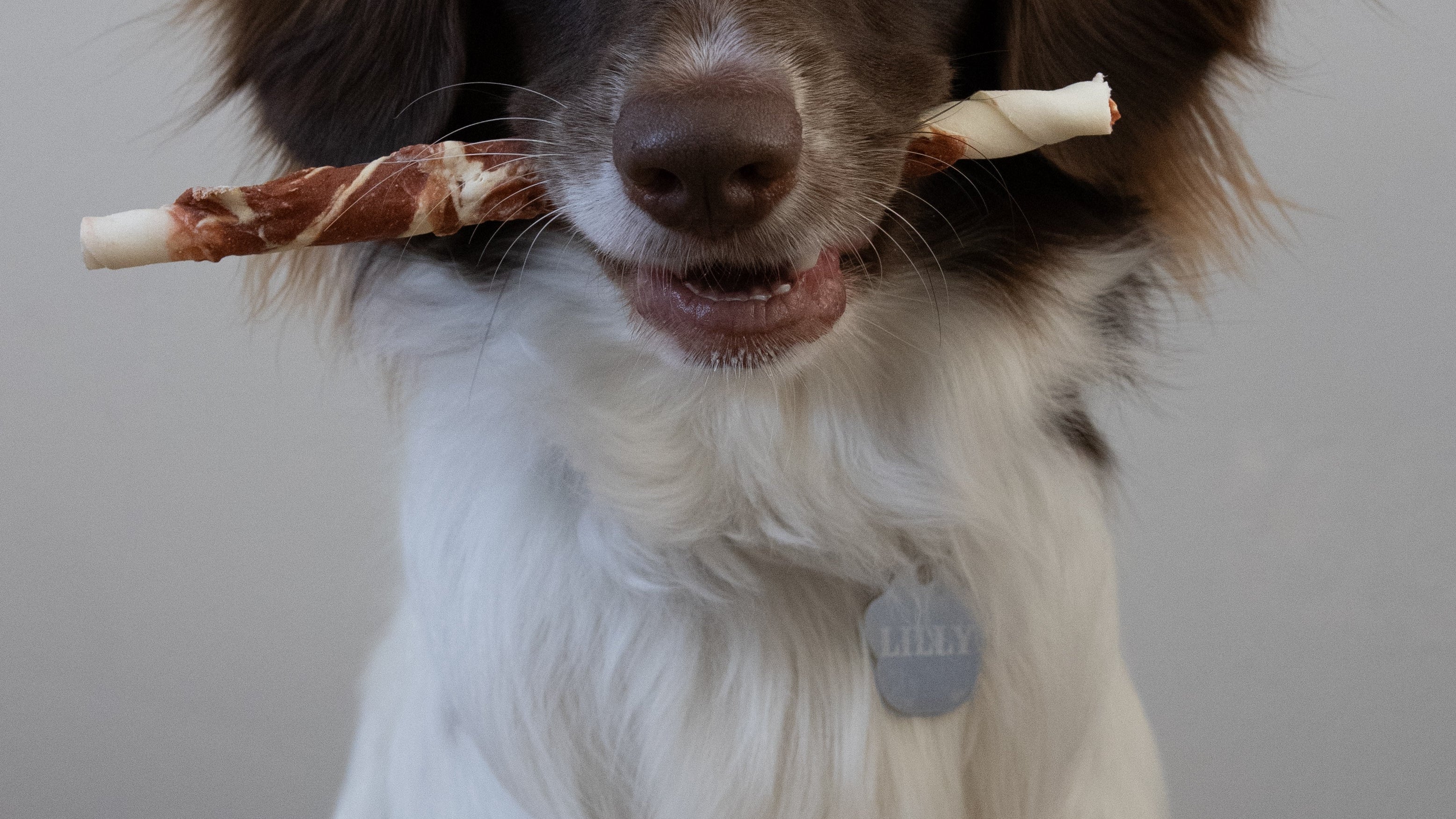 Hond bewaakt kauwsnack