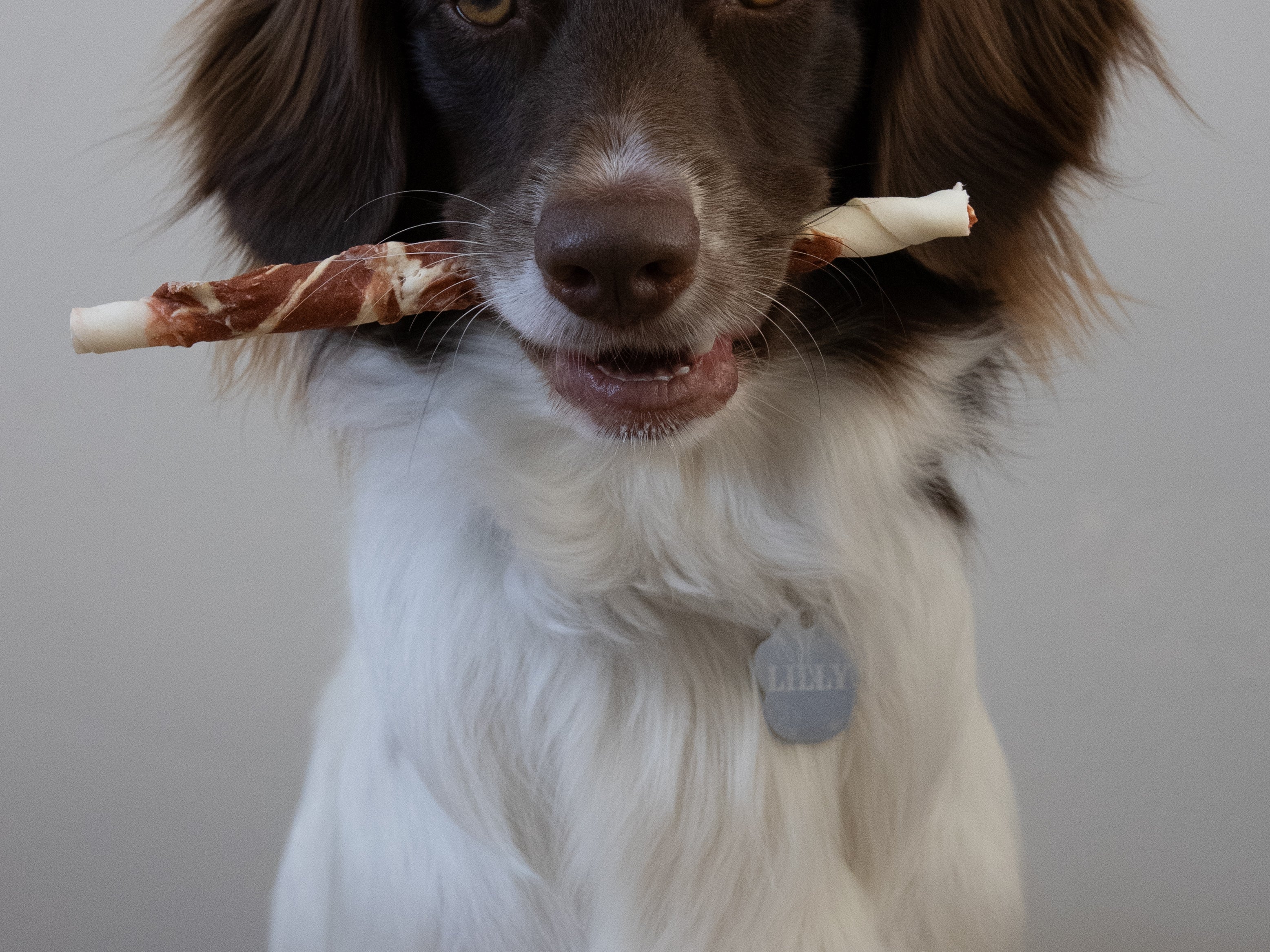 Hond bewaakt kauwsnack