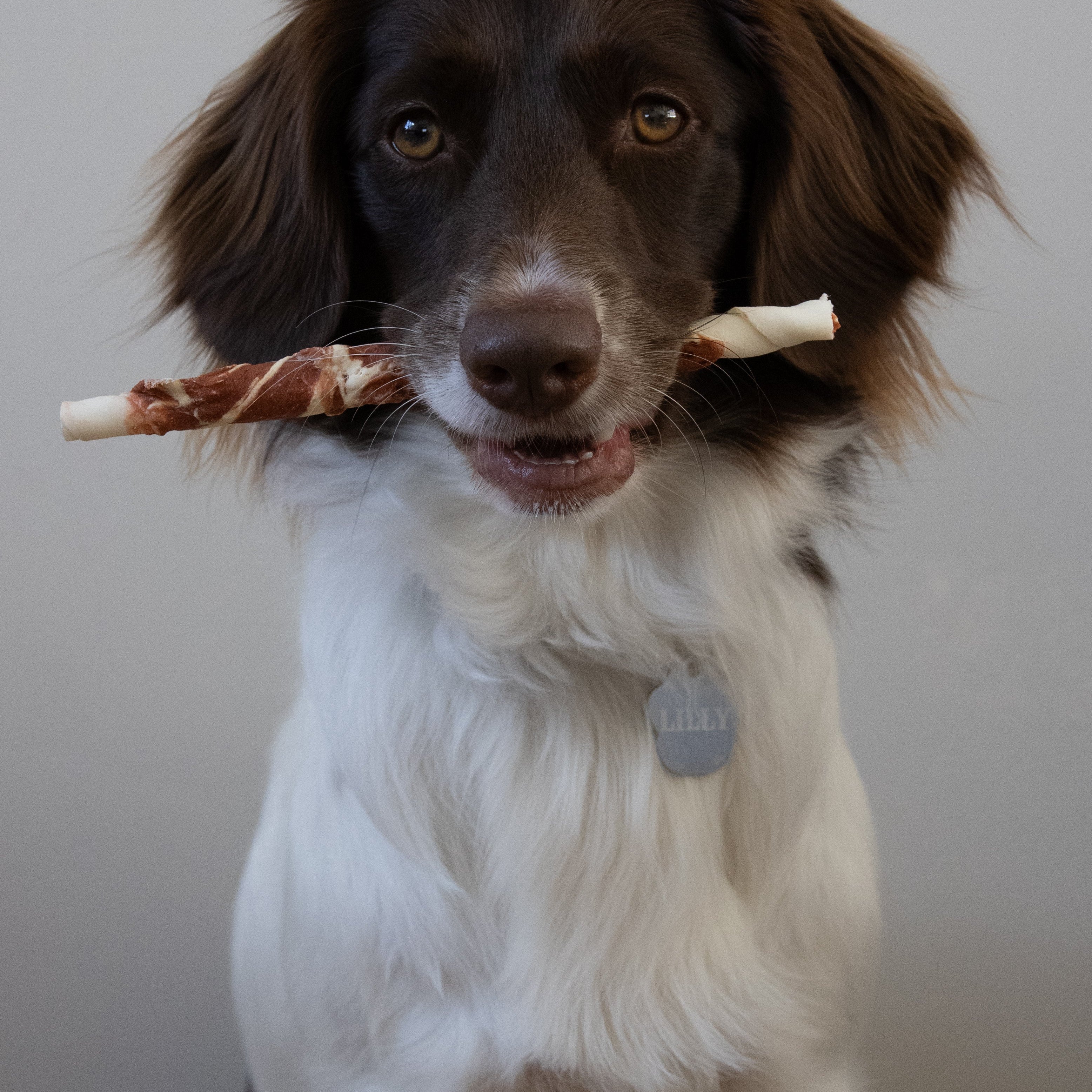 Hond bewaakt kauwsnack