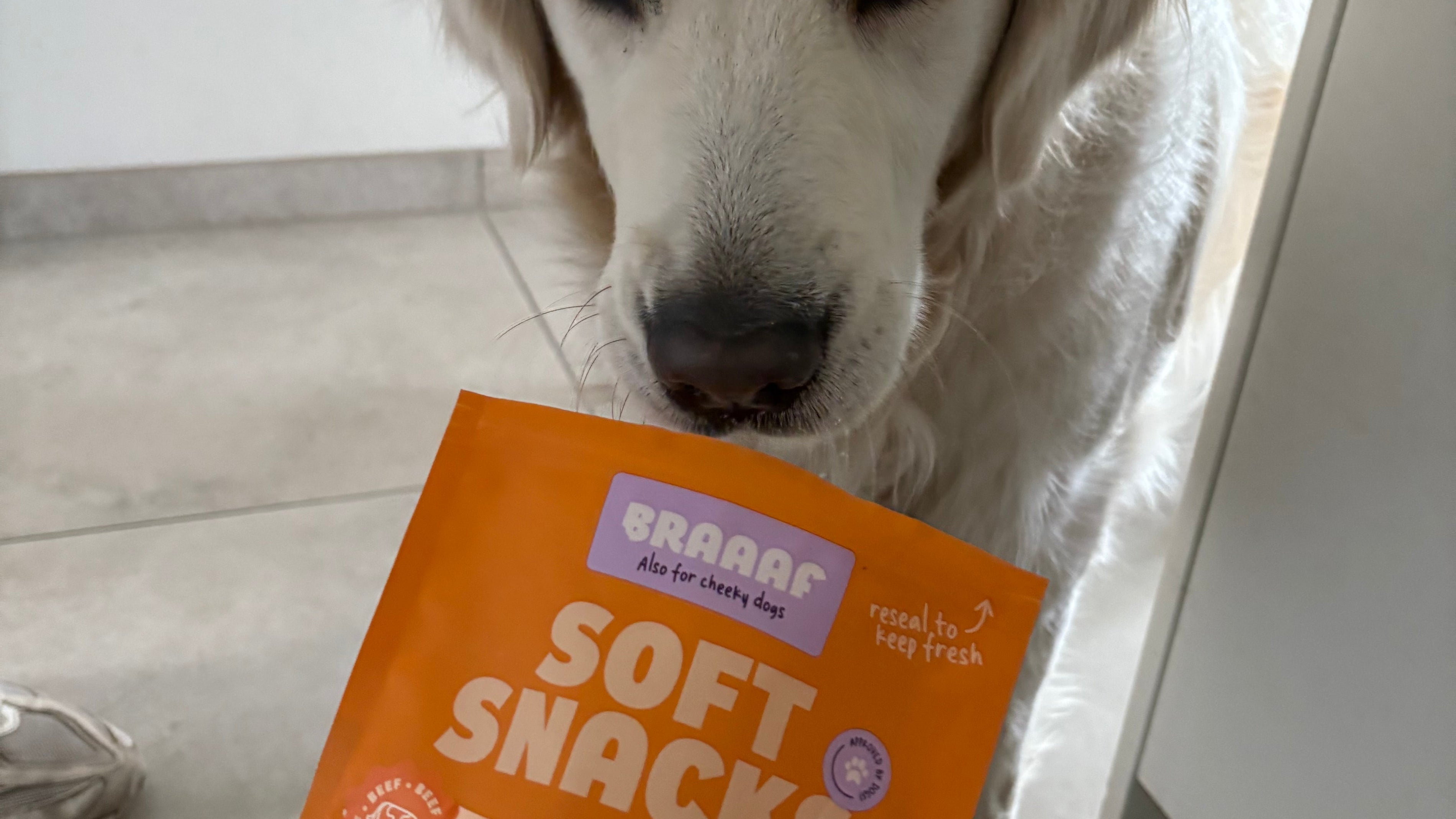 Hond verveelt zich