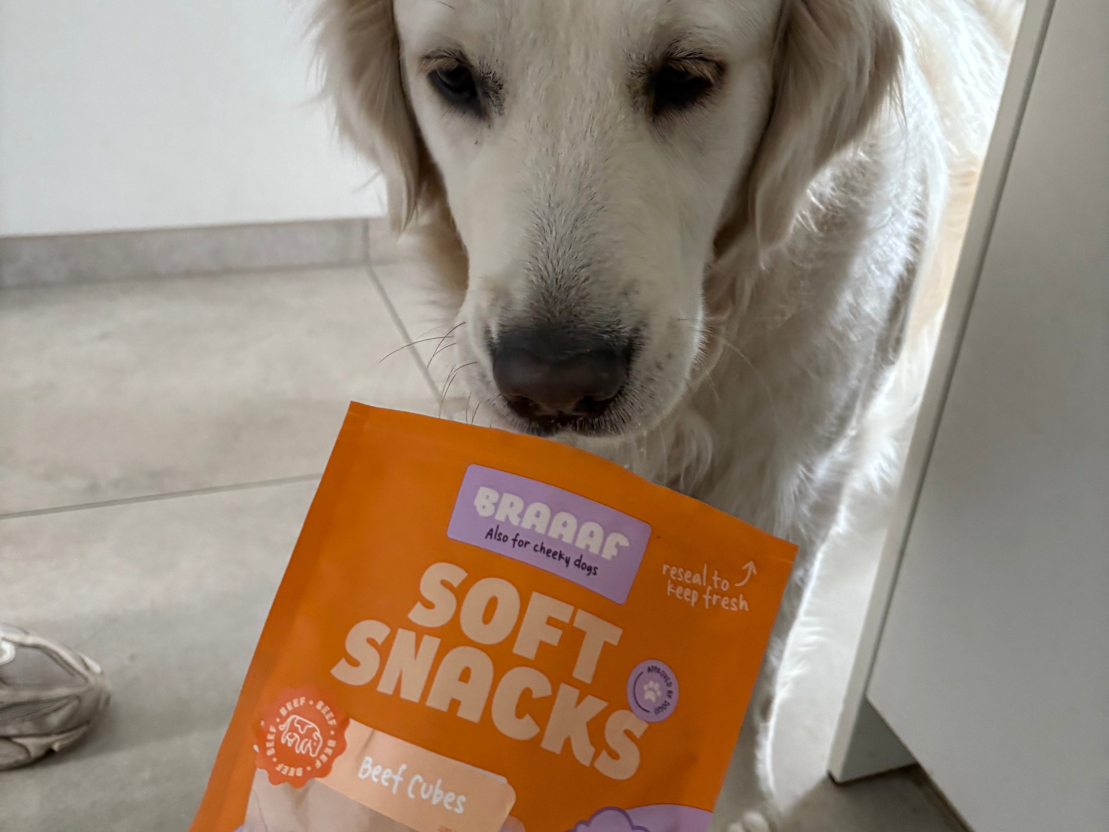 Hond verveelt zich