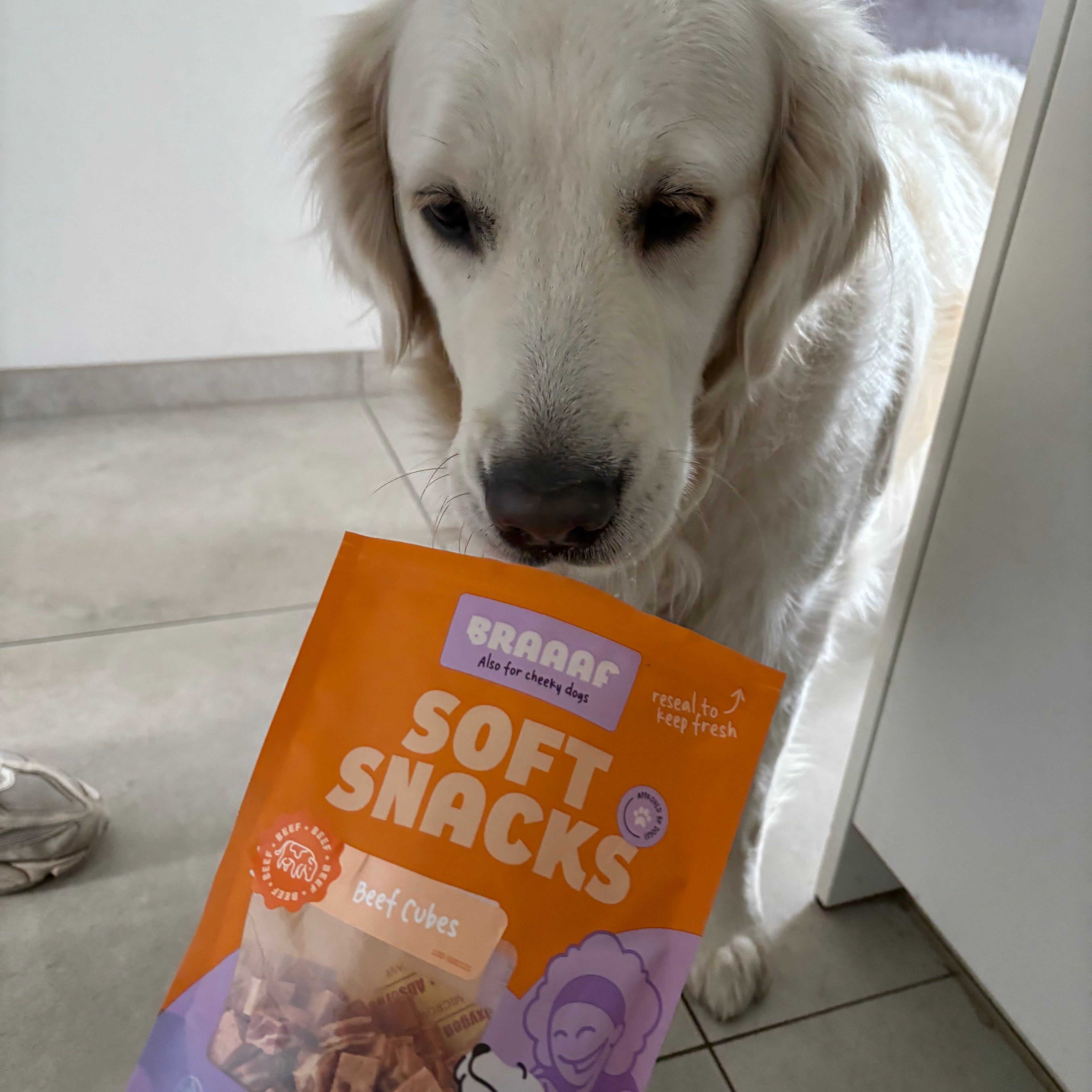 Hond verveelt zich
