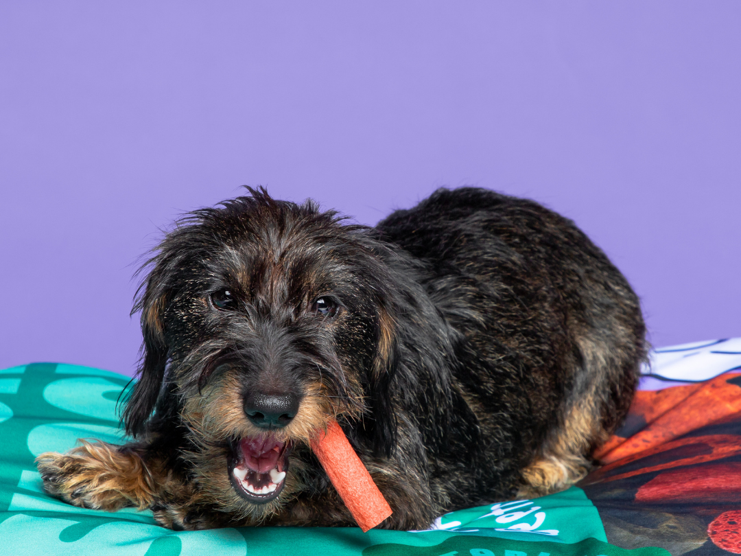 Kauwsnacks kleine hond