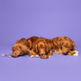 Drie Nova Scotia Duck Tolling Retrievers genieten van Braaaf Rawhide hondenkauwsnacks, liggend op paarse achtergrond