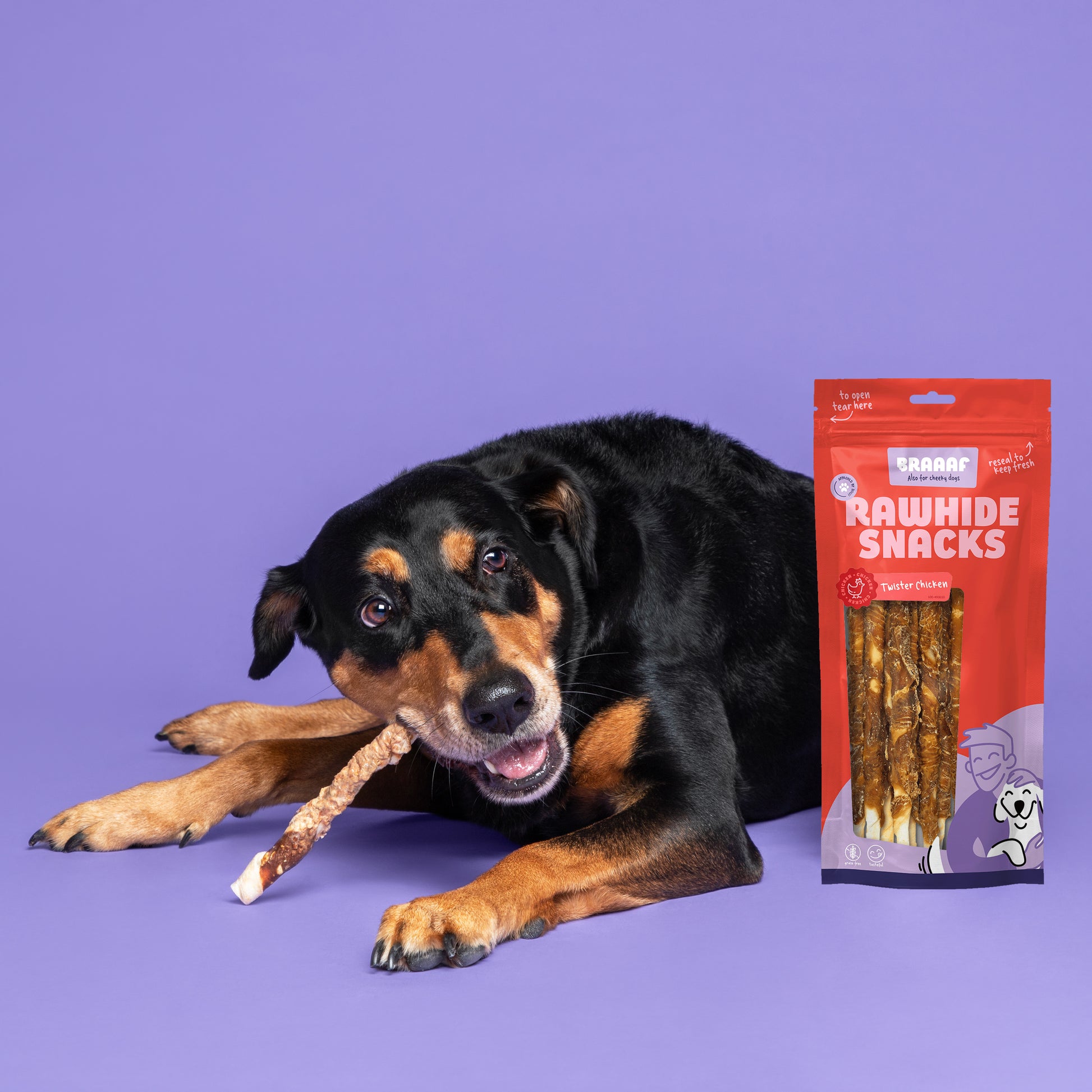 Zwart/ bruine hond kauwt op een Braaaf Twister Chicken hondensnack, liggend op een paarse achtergrond