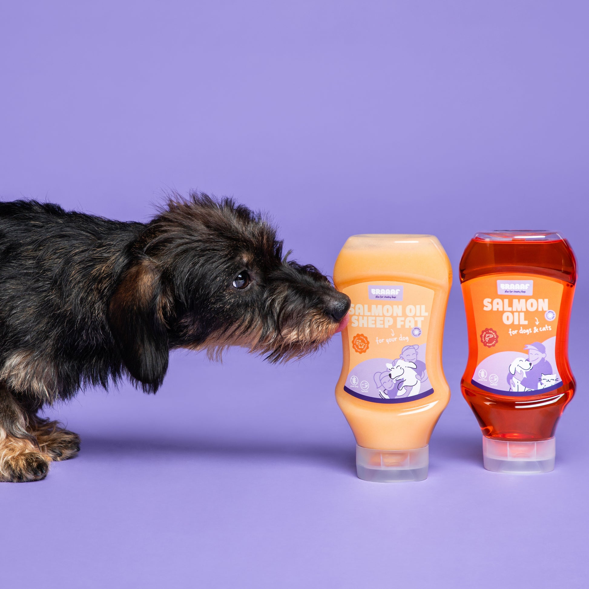 Ruwharige teckel likt aan twee flessen Braaaf Zalmolie en Zalmolie met schapenvet – omega-3 supplementen voor honden en katten op paarse achtergrond