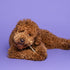 Krullende bruine labradoodle kauwt op een Braaaf Seafood Snacks Zalm Stick hondensnack, liggend op paarse achtergrond
