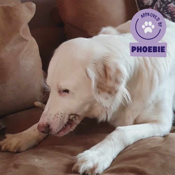 Witte hond Phoebie ligt op de bank en geniet van een Braaaf Seafood Snacks Zalm Stick hondensnack