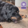 Zwarte hond Bobbie geniet van een Braaaf gedroogde twister rund hondensnack