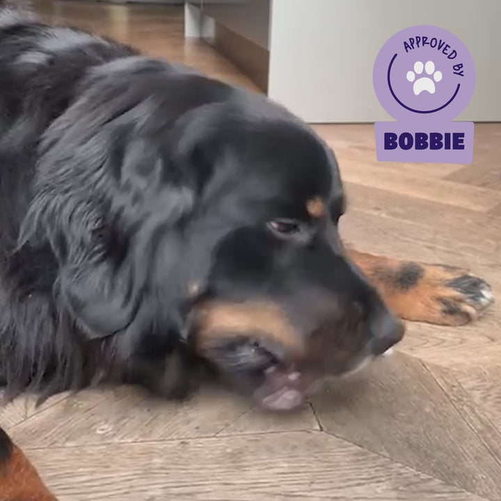 Zwarte hond Bobbie geniet van een Braaaf gedroogde twister rund hondensnack