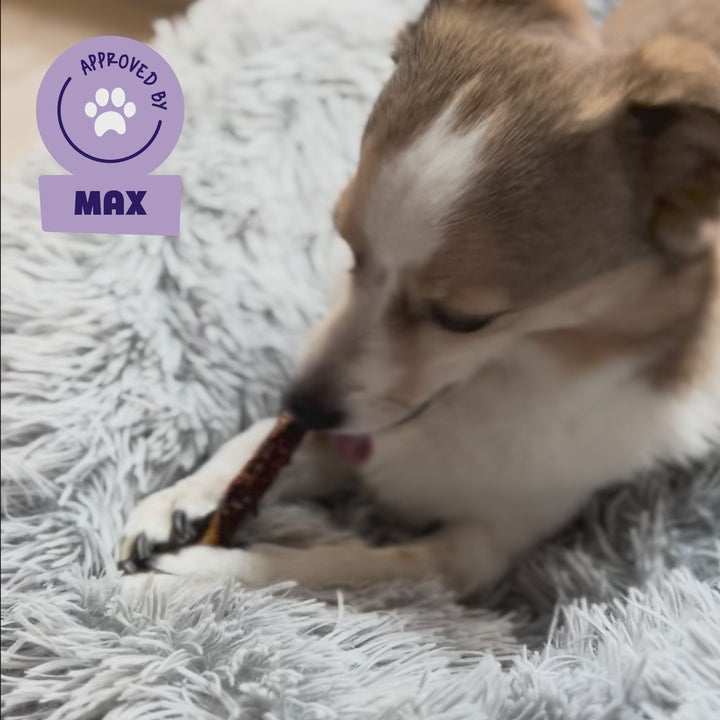 Hond Max kauwt op een Braaaf Roll Stick Kip hondenkauwsnack