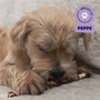 Hond Peppe geniet van een Braaaf rawhide twister lam hondensnack