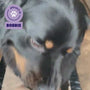 Zwarte hond Bobbie krijgt een Braaaf Soft Snacks Tonijnstick met pompoen en selderij hondensnack uit de hand aangereikt