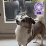 Kleine hond Max gaat op zijn achterpoten staan, geeft een highfive en krijgt een Braaaf Soft Snacks Lamsreepje hondensnack als beloning