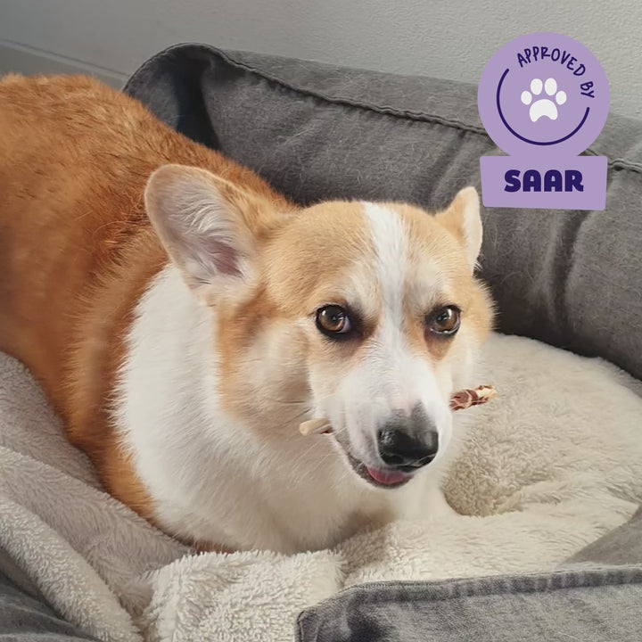Corgi geniet van een Braaaf gedroogde roll stick rund hondensnack in haar mand