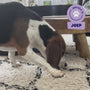 Beagle Joep geniet van een Braaaf Rawhide Twister Lam hondensnack op een vloerkleed in de woonkamer
