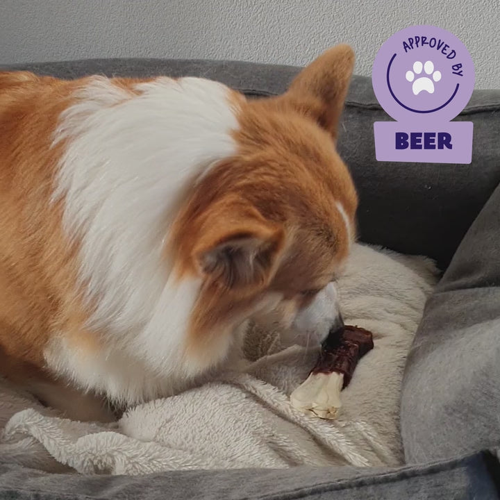 Corgi Beer kauwt op een Braaaf Rawhide Snacks Eendenbot hondenkauwsnack in zijn mand