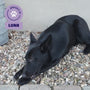 Zwarte hond Luna kauwt op een Braaaf Kippenbot hondenkauwsnack op een ondergrond van steentjes